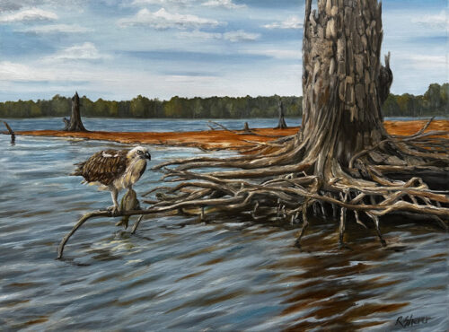 Rachael Sherer Osprey on Tangled Roots Oil on Canvas 18x24x1.5